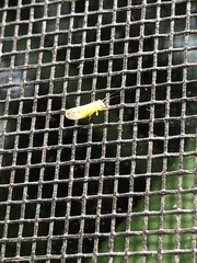 Cacopsylla annulata