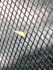 Cacopsylla annulata
