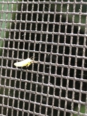 Cacopsylla annulata