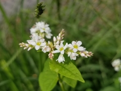 Fagopyrum esculentum