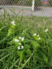 Fagopyrum esculentum