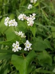Fagopyrum esculentum