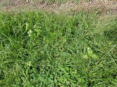 Fagopyrum esculentum