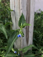 Commelina communis