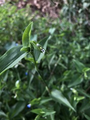 Commelina communis