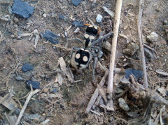 Hoplomutilla insignis