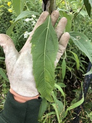 Helianthus grosseserratus