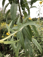 Helianthus grosseserratus