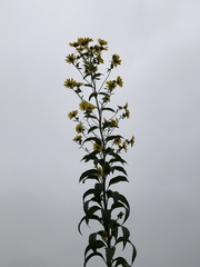 Helianthus grosseserratus