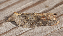 Acleris effractana