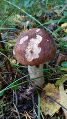Leccinum albostipitatum