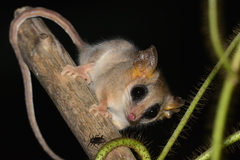 Marmosa murina