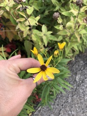 Coreopsis tripteris
