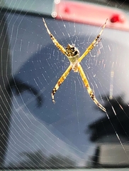 Argiope argentata