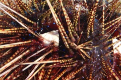 Astropyga pulvinata