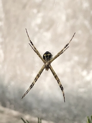 Argiope argentata