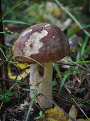 Leccinum albostipitatum