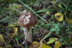 Leccinum albostipitatum