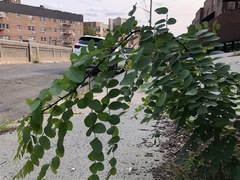Robinia pseudoacacia