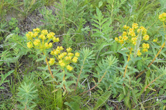 Euphorbia stepposa