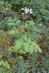 Heracleum chorodanum