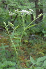 Heracleum chorodanum