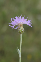 Psephellus leucophyllus