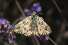 Muschampia lavatherae