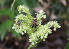 Trichodes leucopsideus