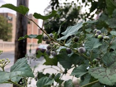 Ampelopsis glandulosa