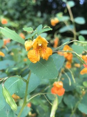 Impatiens capensis