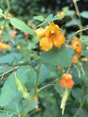 Impatiens capensis