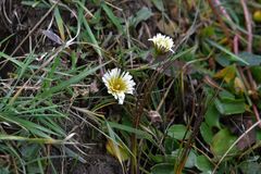 Taraxacum leucanthum