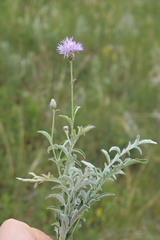 Psephellus leucophyllus