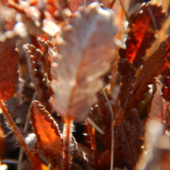 Dryas ajanensis