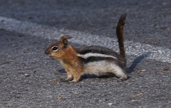 Callospermophilus lateralis certus