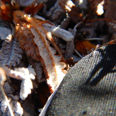 Dryas ajanensis