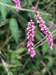 Persicaria