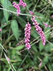 Persicaria