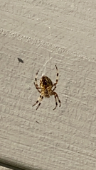 Araneus diadematus