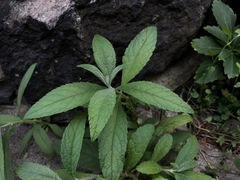 Angiospermae