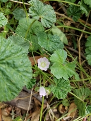 Malva neglecta