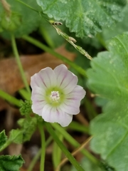 Malva neglecta