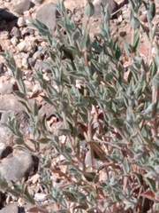 Euphorbia acuta