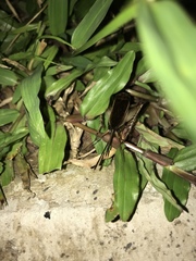 Teleogryllus mitratus