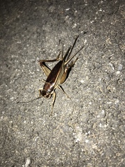 Teleogryllus mitratus