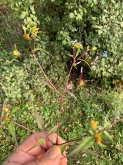Bidens discoidea