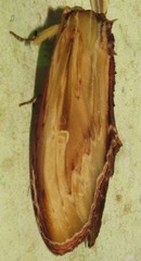 Truncaptera fascis