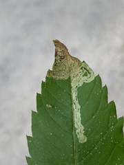 Liriomyza carphephori