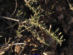Lithodora fruticosa